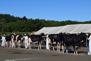 平成28年　道北ホルスタイン共進会